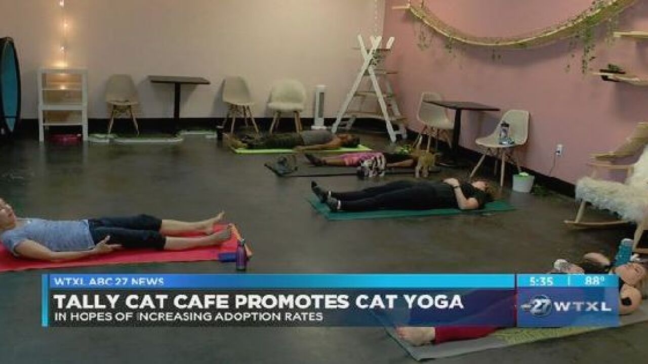 Tally Cat Cafe promotes cat yoga hoping to increase Tally Cat Cafe promotes cat yoga hoping to increase
