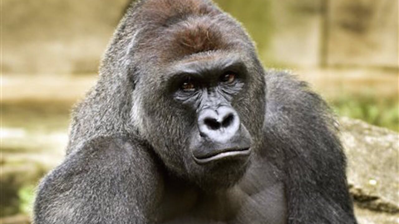Boy who got into gorilla enclosure 'doing well'