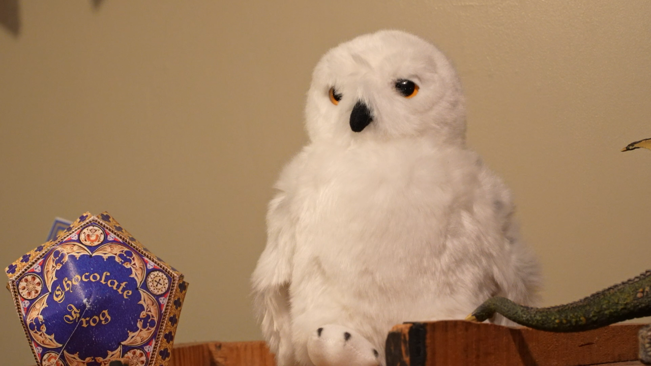 Harry Potter summer camp