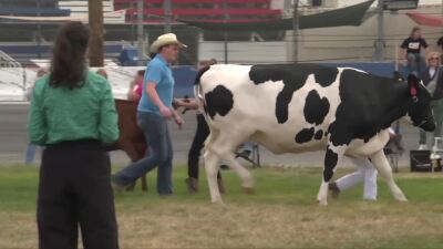 Show cows at Meridian Speedway for Dairy Days