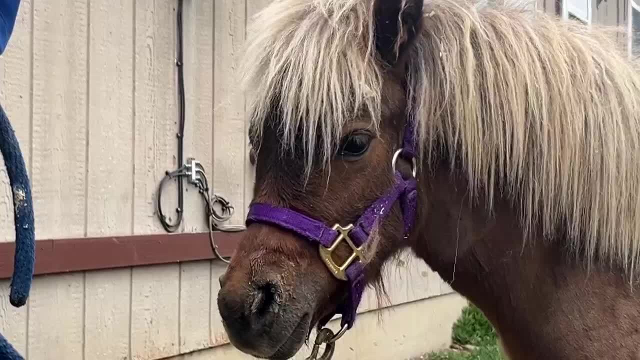 angel mini horse.jpg