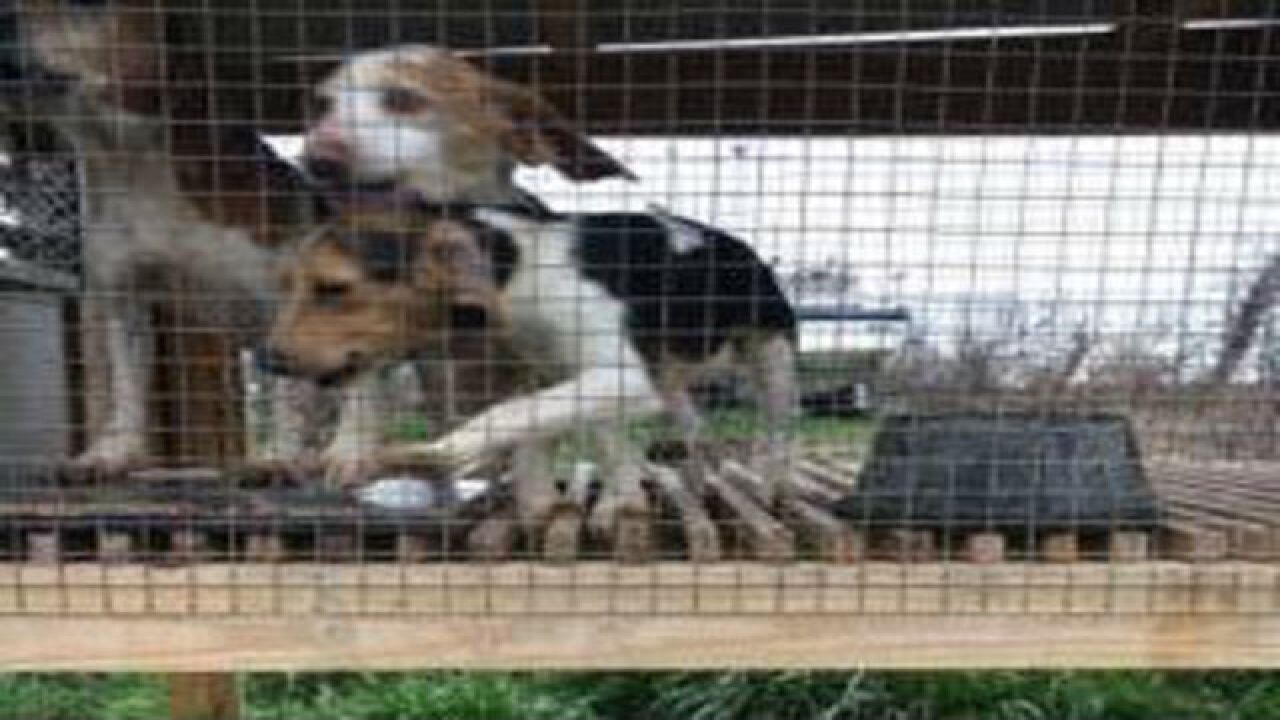 PHOTOS: Dogs found living in filth, water