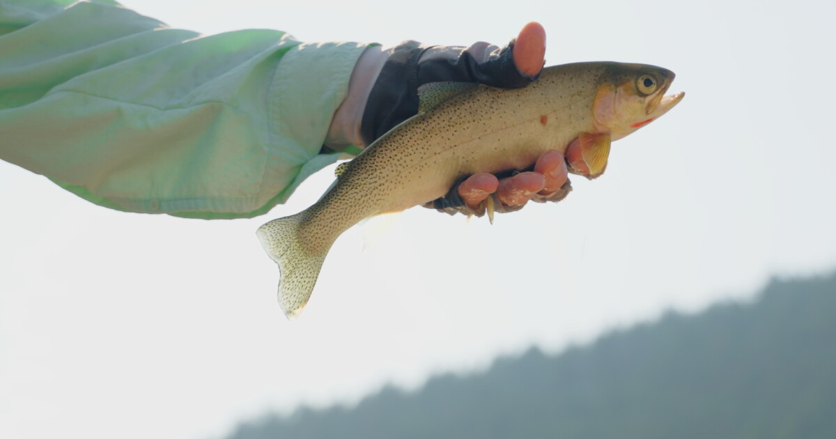 FWP seeking public input on 2027-2030 Statewide Fisheries Management Plan