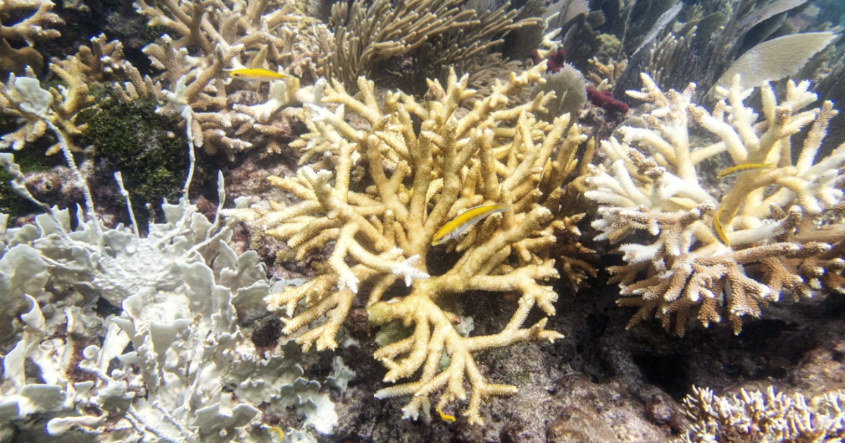 Scientists: coral reefs already bleaching as water temperatures hit record highs - Vimarsana News