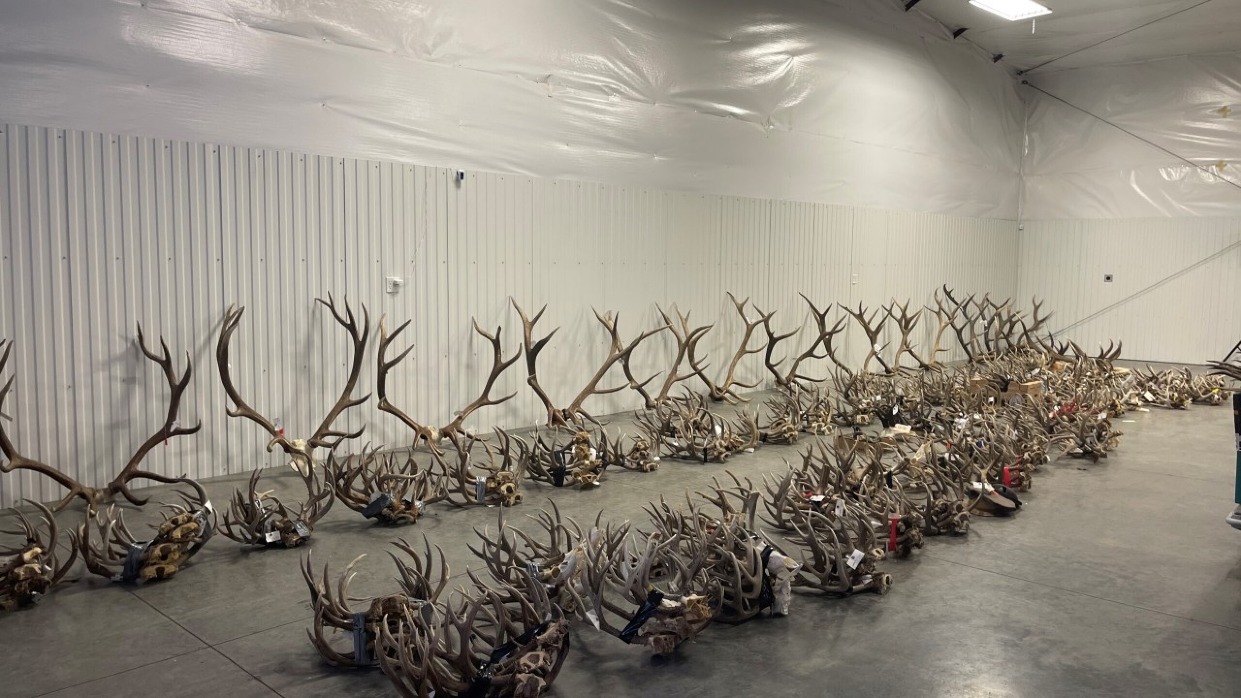 Antler auction in Billings raises more than 250K for Montana wildlife