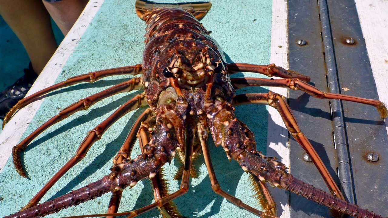 Florida Spiny Lobster