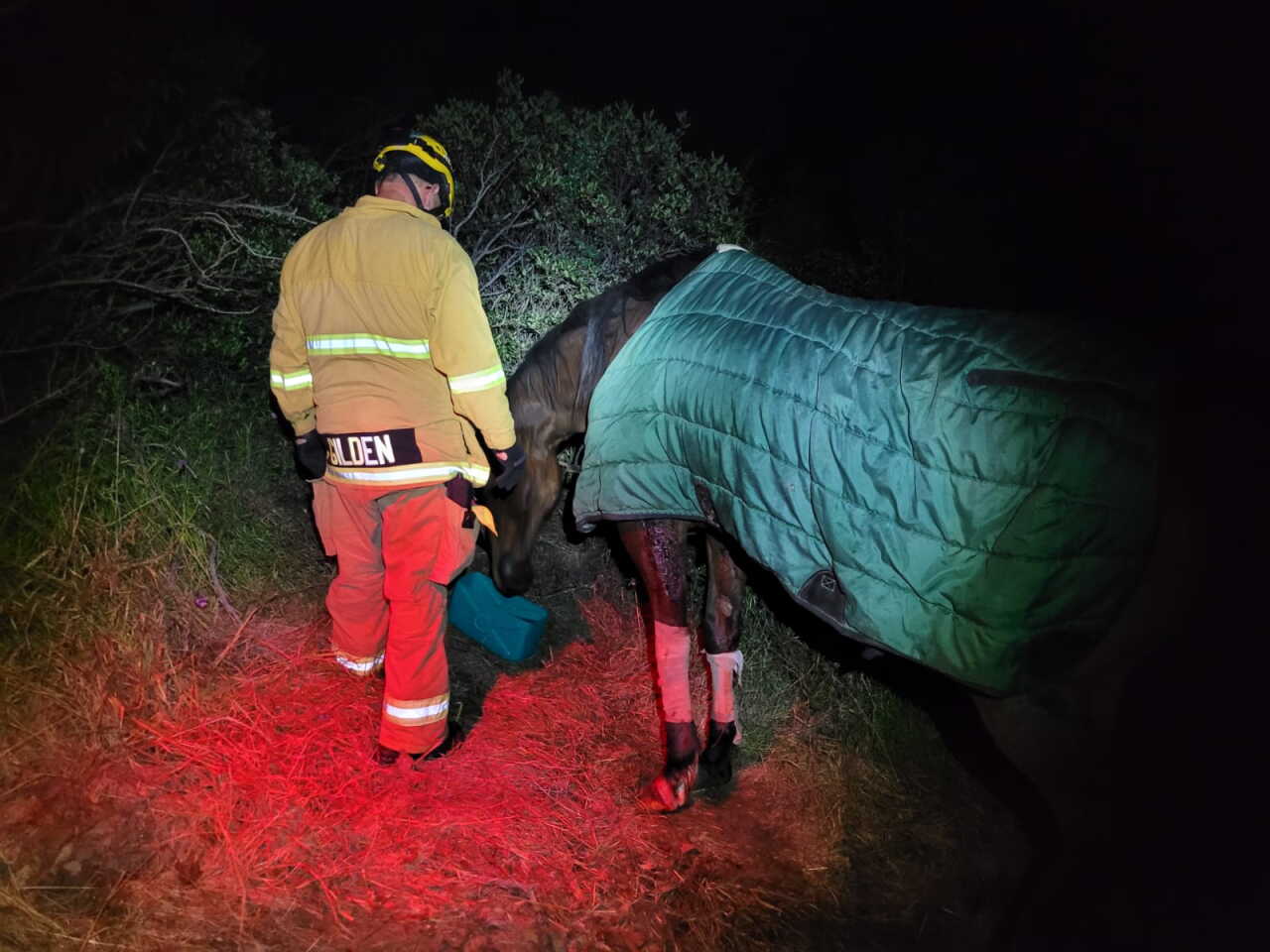 Jamul horse rescue
