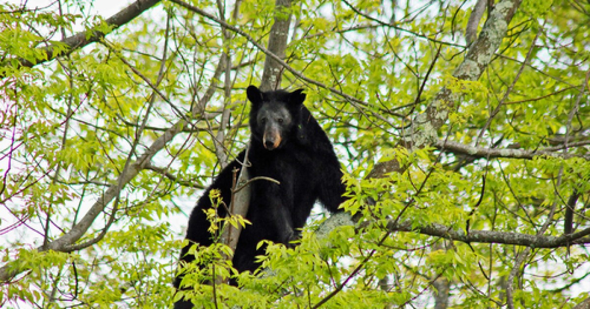 Apex Park temporarily closes due to reported aggressive bear activity