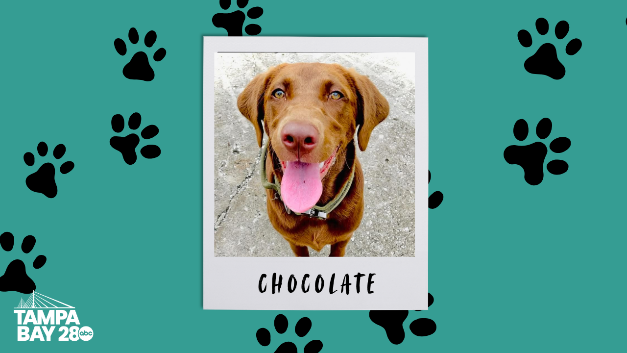 Chocolate