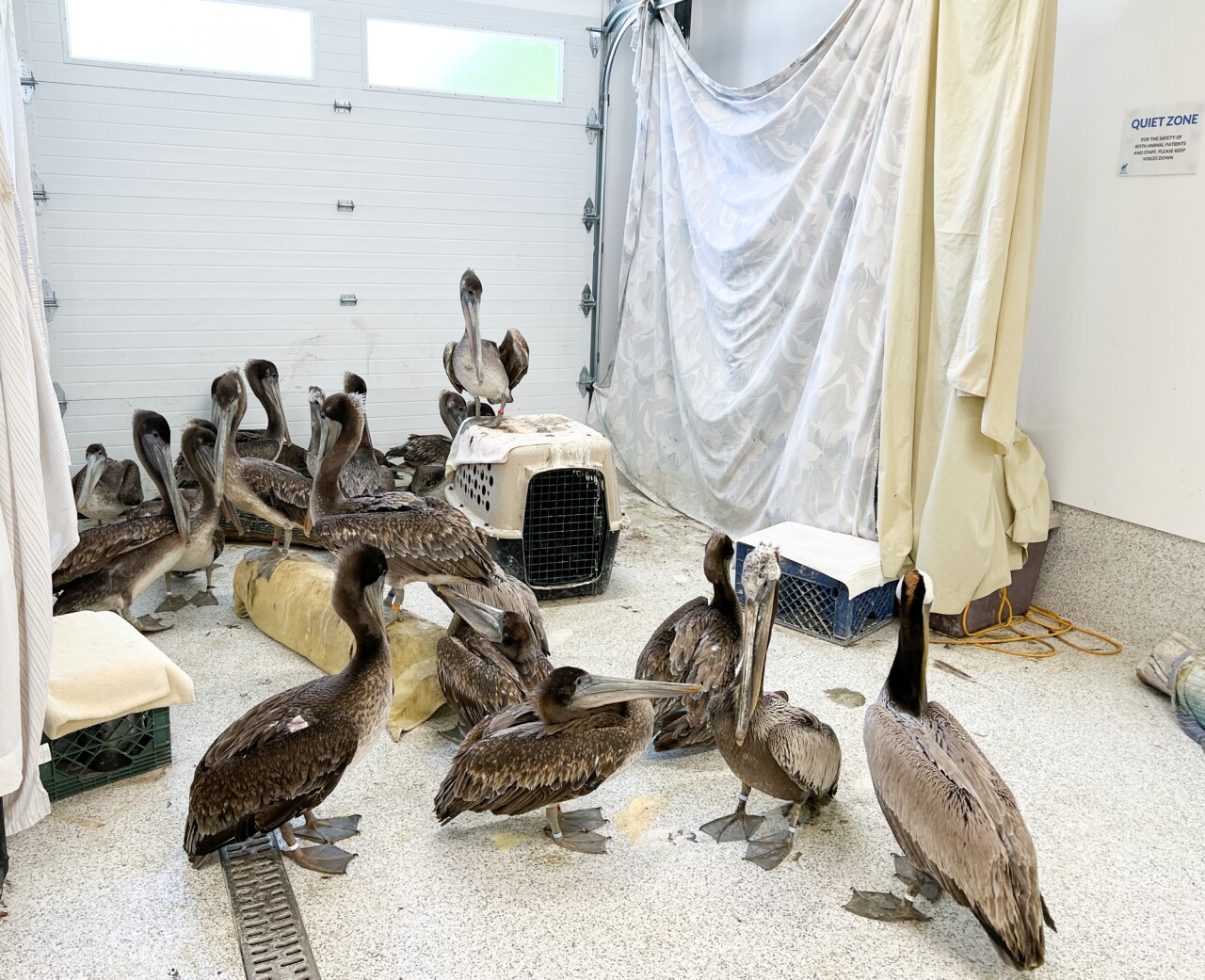 pelican rescue 5-20-22.jpg