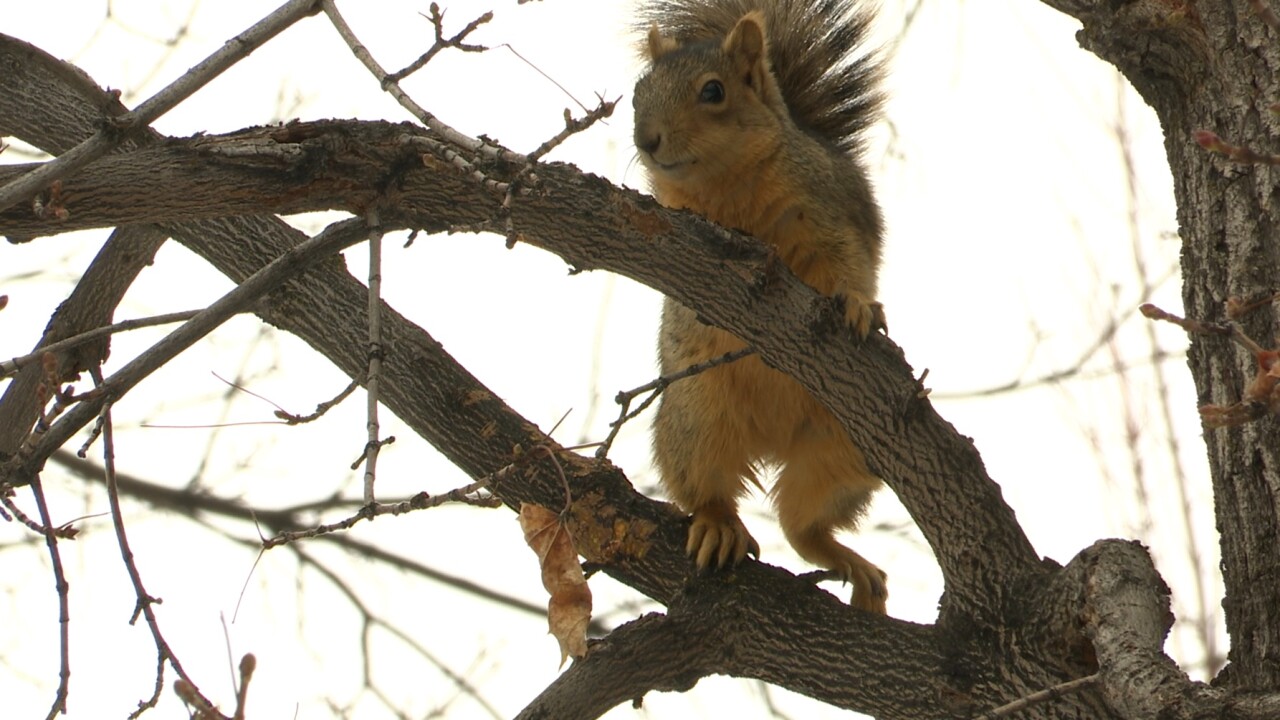 Historic non-native maple trees in Missoula