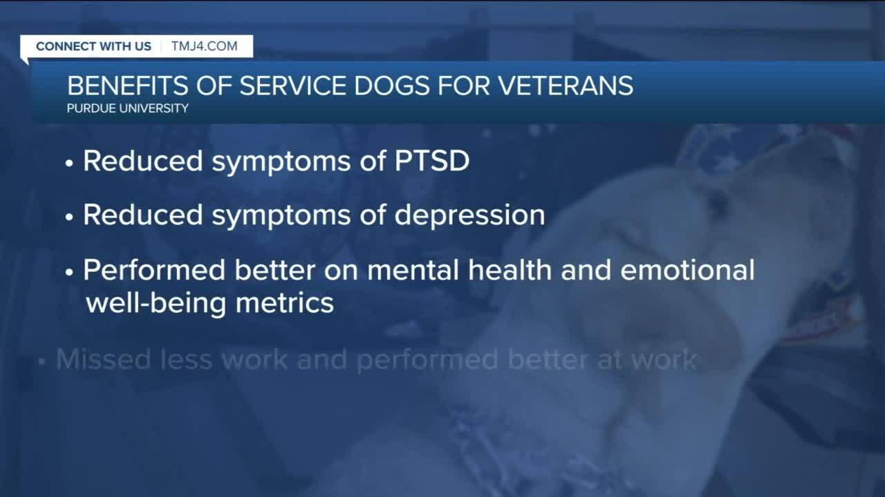 SERVICE DOGS