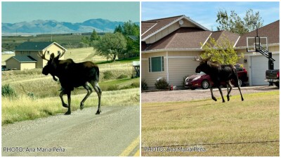 Viewer photos: moose in Great Falls