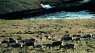 Lawmakers May Soon OK Drilling In The Arctic National Wildlife Refuge