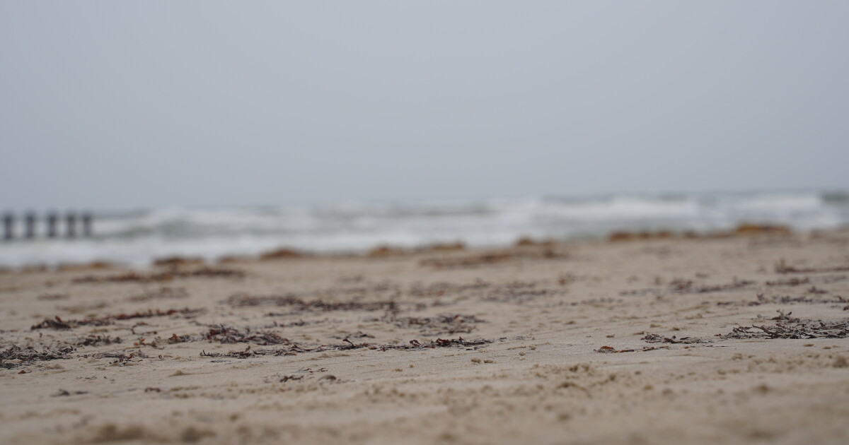 It's Kemp's Ridley nesting season: how to avoid a turtle disaster - Vimarsana News