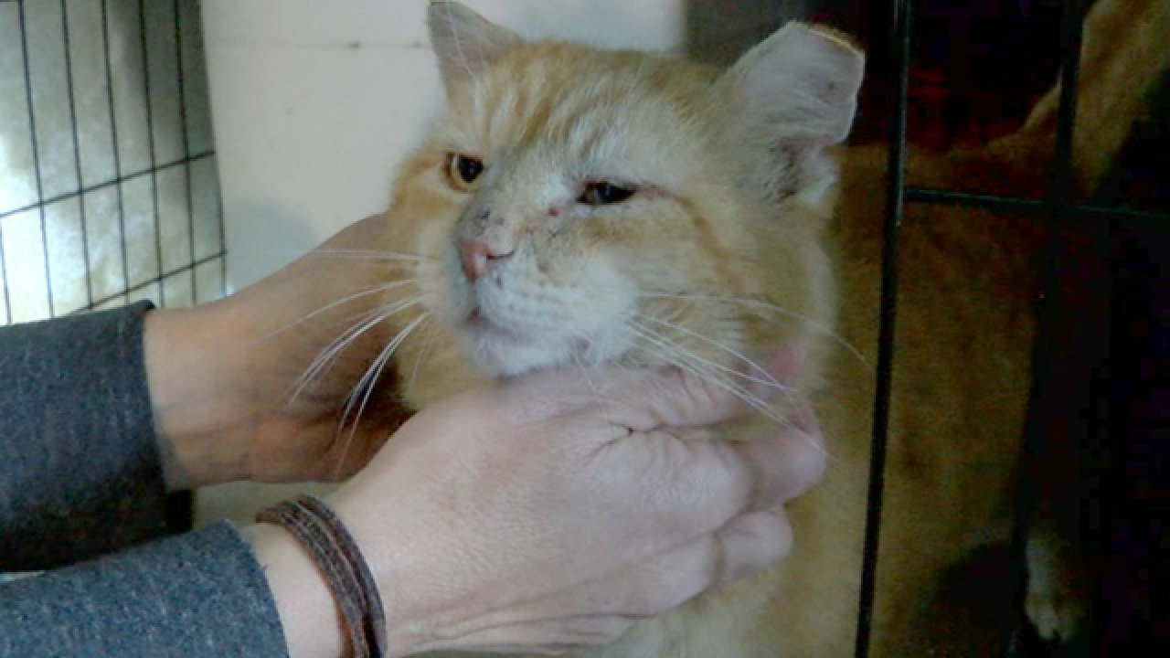 Drastic Drop In Cats Put Down Thanks To Program