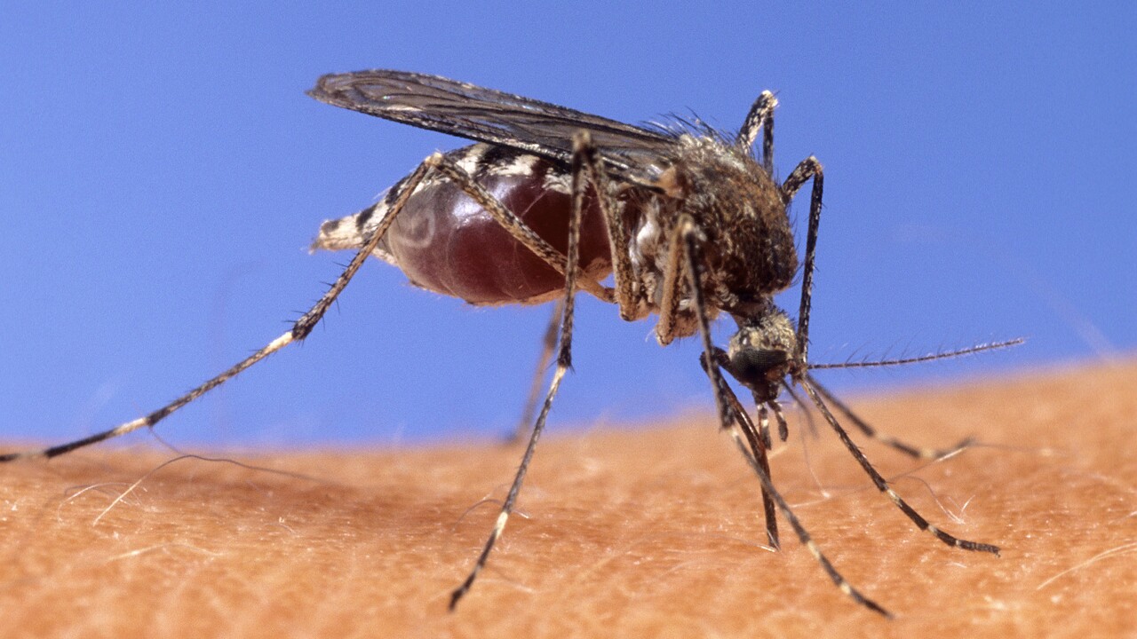 Mosquito