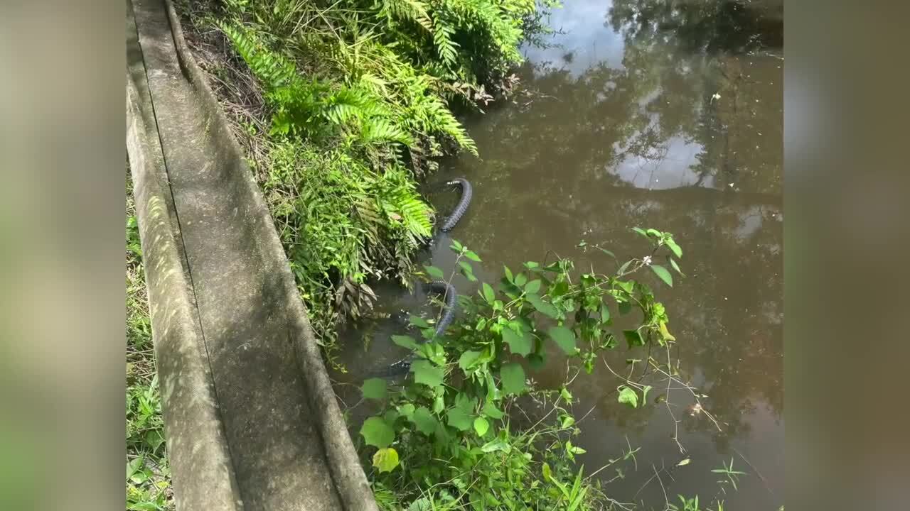 victim's bicycle successful  h2o  aft  being bitten by alligator astatine  Halpatiokee Regional Park successful  Stuart