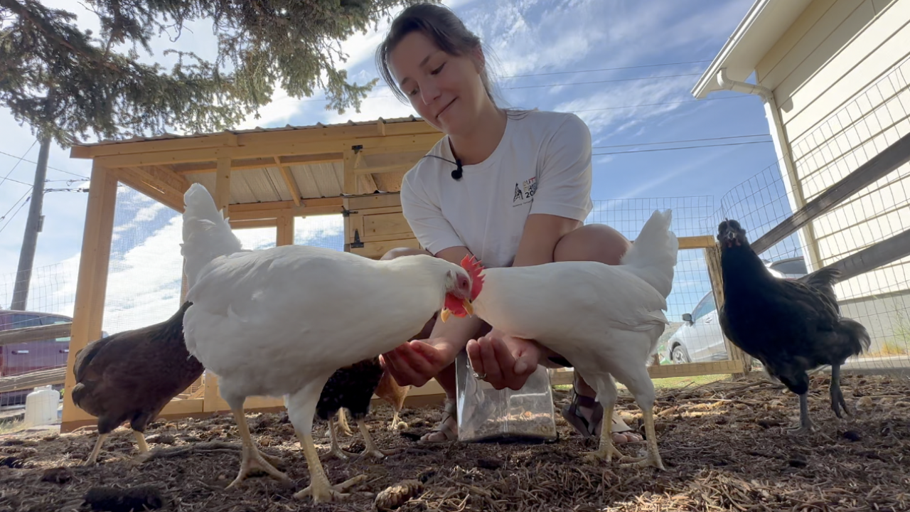 Butte Woman Advocates for Legalizing Backyard Chickens in City Limits Butte Woman Advocates for Legalizing Backyard Chickens in City Limits