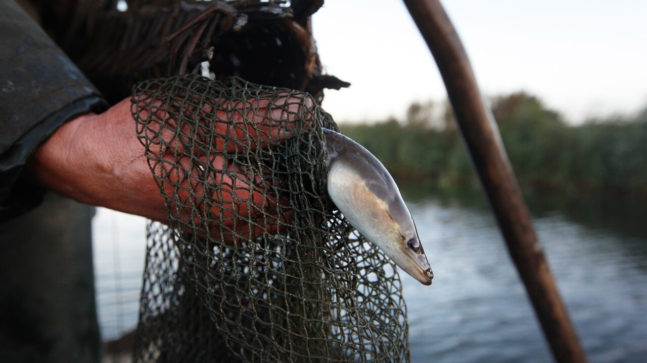 Florida company may build commercial eel farm in Michigan