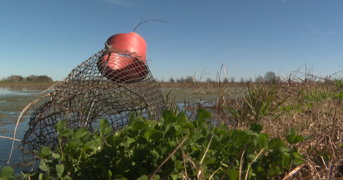 Crawfish shortage impacting South Louisiana farmers - Vimarsana News