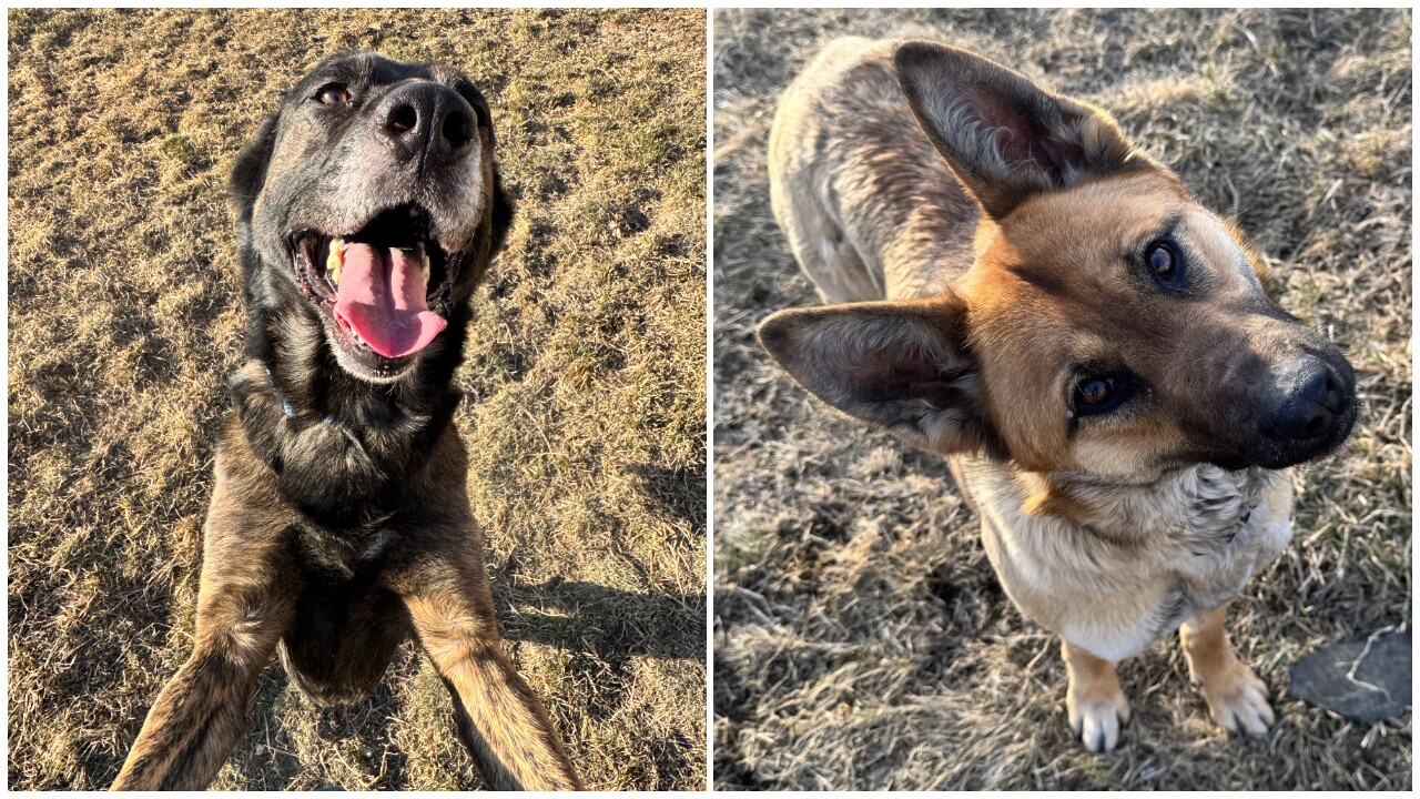 Adoptable Pets Of The Week: Maya and Smokey