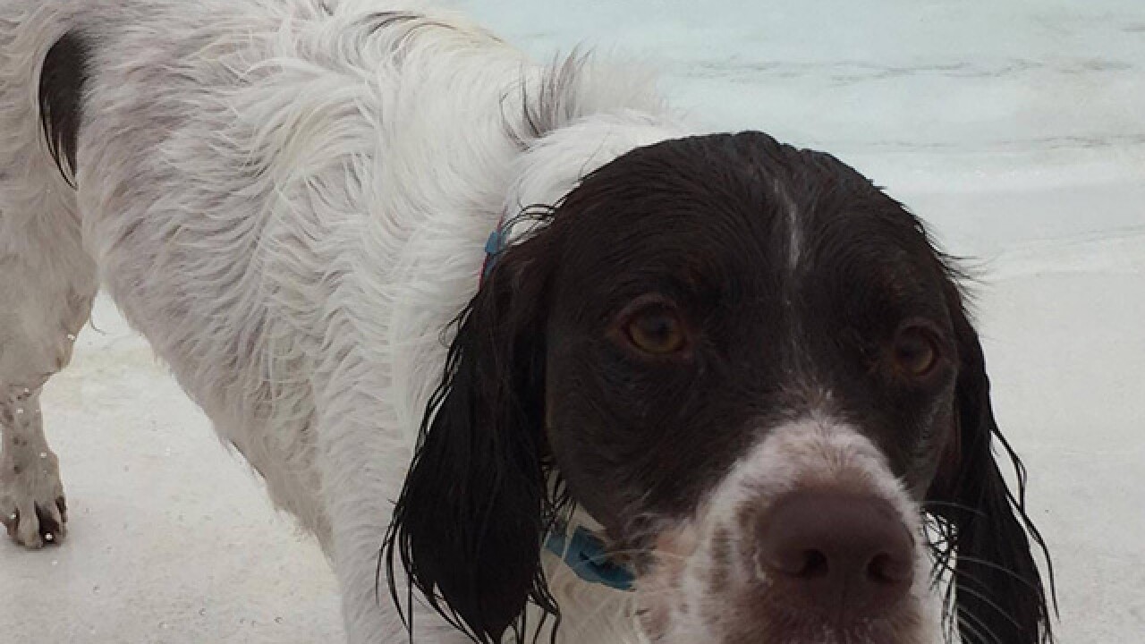 PHOTOS: Dogs take to the pool for Pooch Plunge