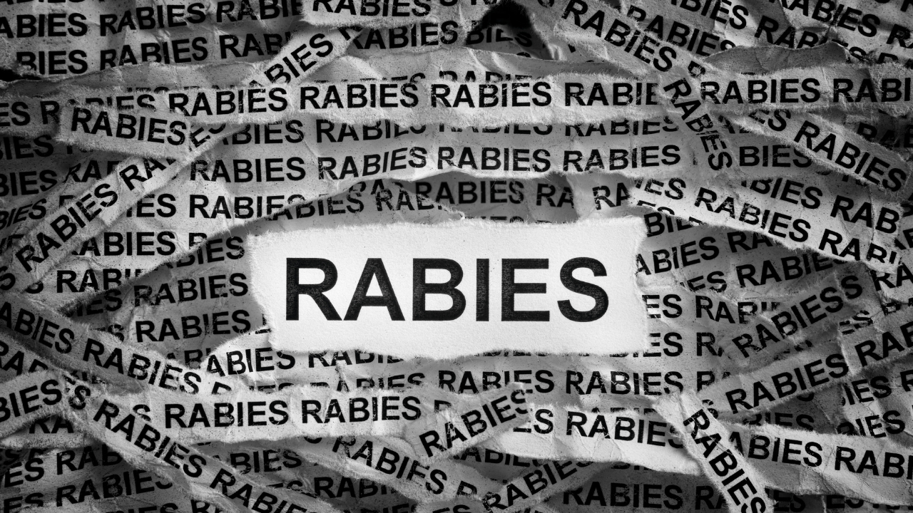 Rabies