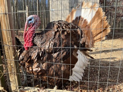 Wild turkey