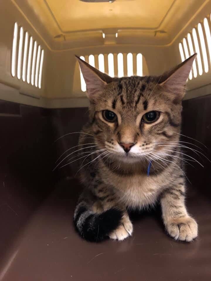 Florida cat soon available for adoption in Wisconsin
