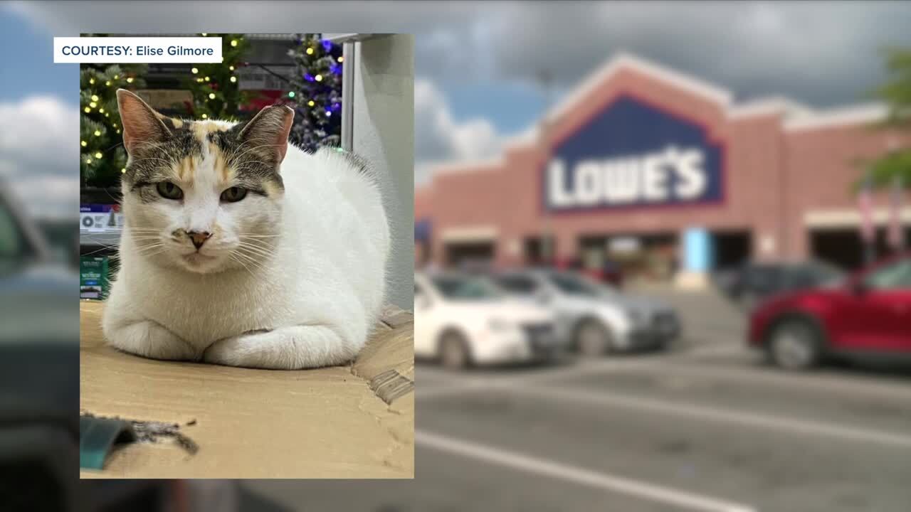 Richmond's famous "Lowe's cat" Francine has gone missing after accidentally boarding a delivery truck, prompting a community search effort that's gained attention from local officials.