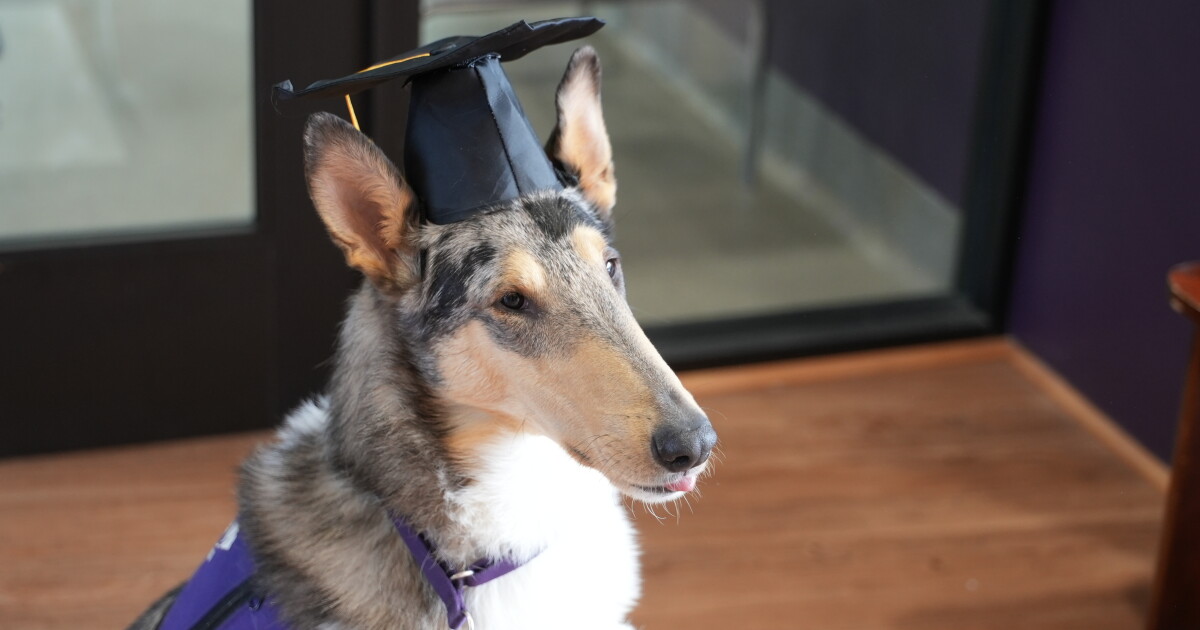 Four-legged Saints graduate at Carroll College - Vimarsana News