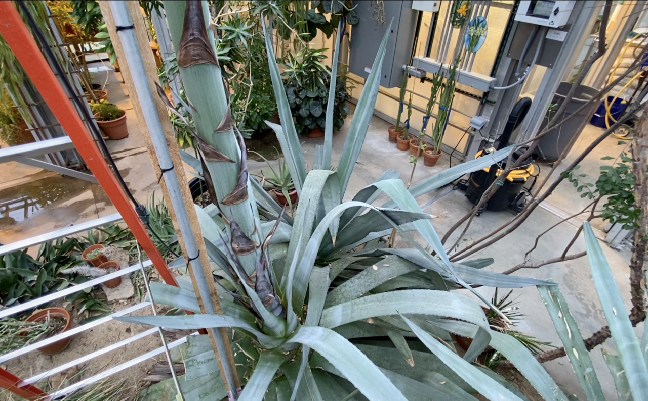 Agave Americana