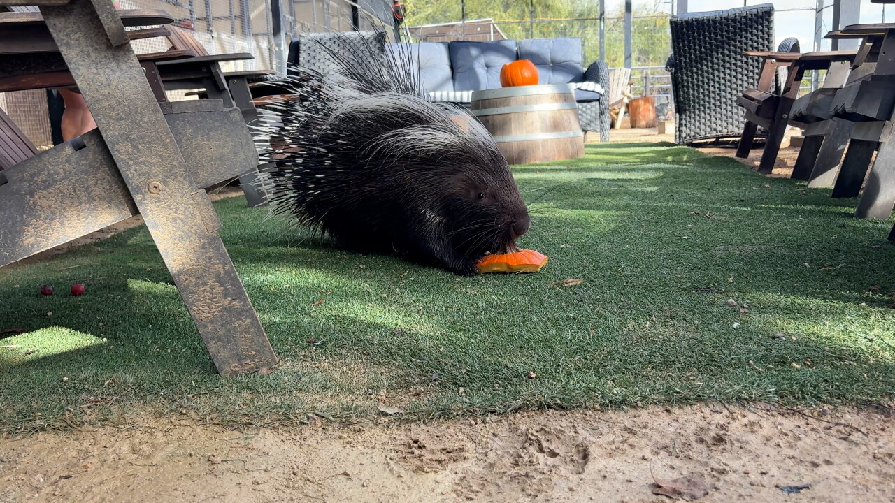 Zoo to You Monster Mash