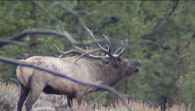 Elk Rut Pic.png