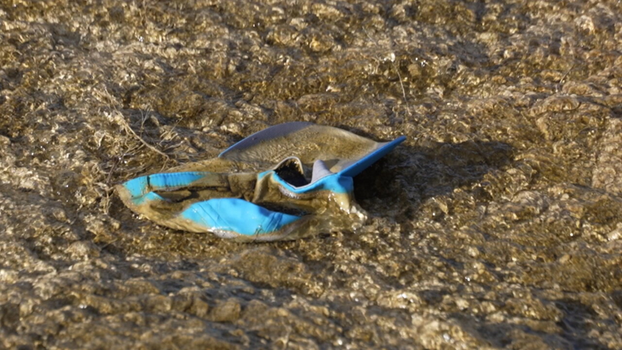 yellowstonetrash2_2.11.1.jpg