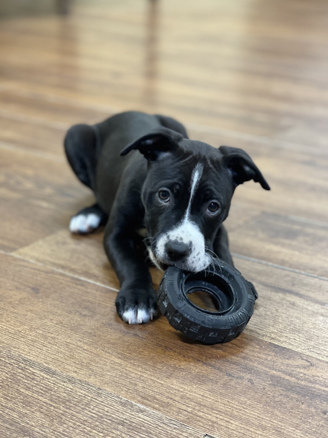 Dove - Chewing on toy