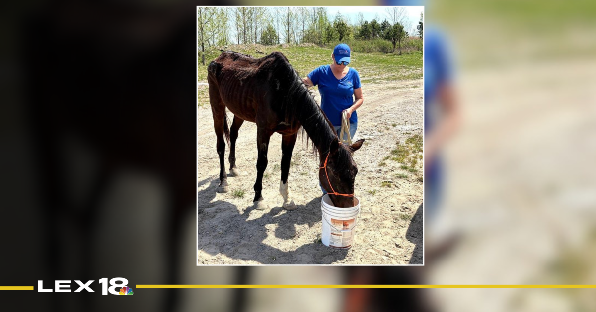Covering Kentucky Blind, rescued racehorse finds hope at KY Humane Society's Willow Hope Farm Annie Brown