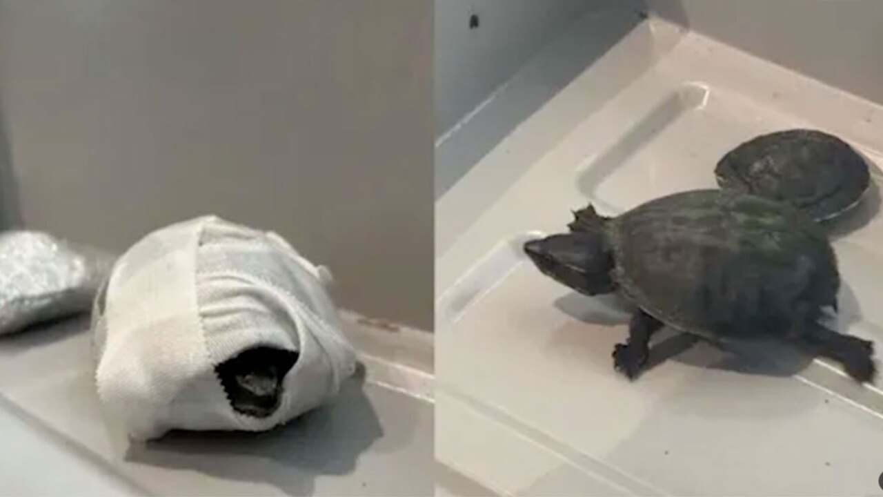 Turtles at Miami International Airport 