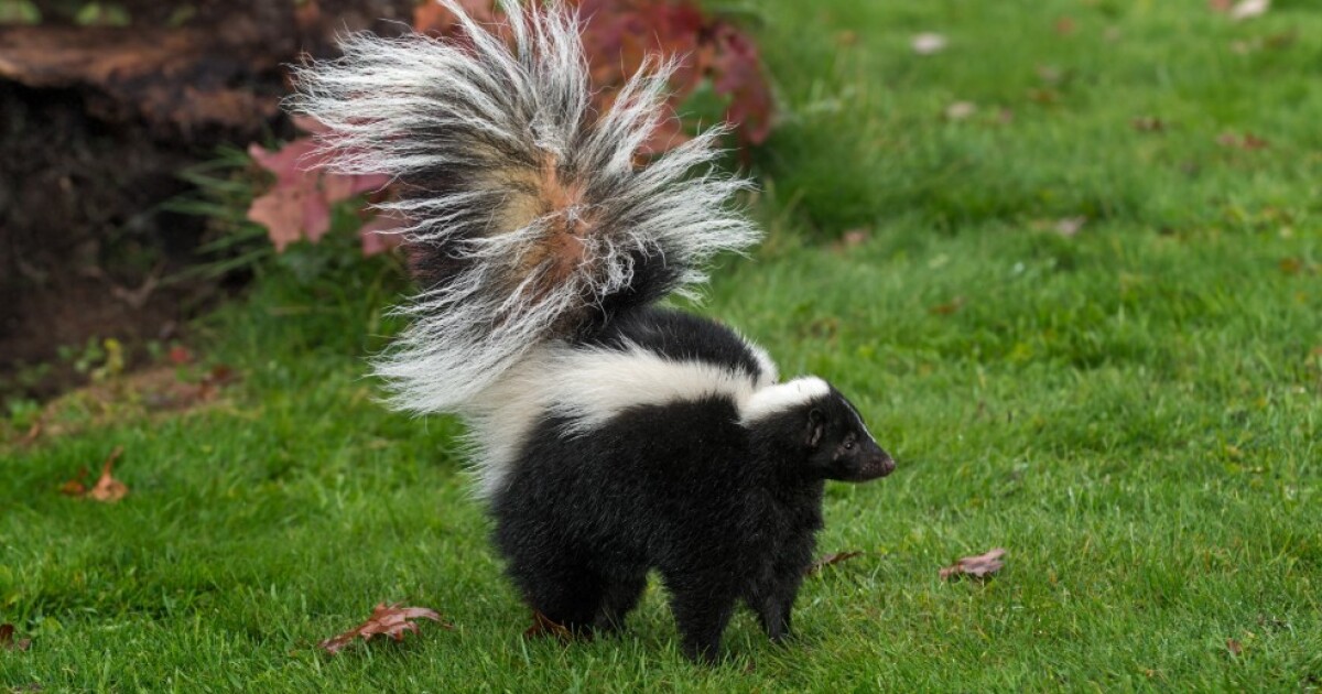 It’s skunk mating season in Virginia. Here’s what to do if you see one.