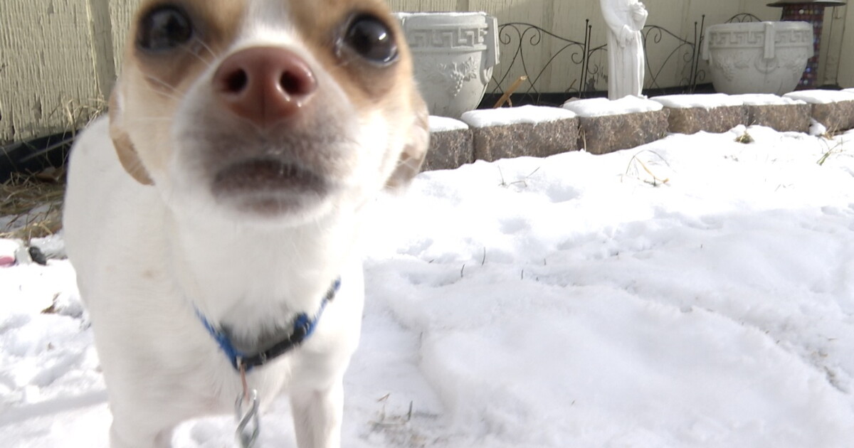 Montana's extreme cold poses risks to people and pets - Vimarsana News