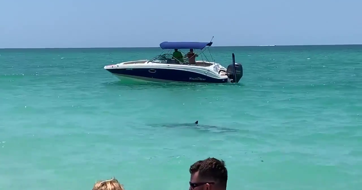 Sawfish and hammerheads – we’ve got shark sightings and here’s what you need to know! featured image