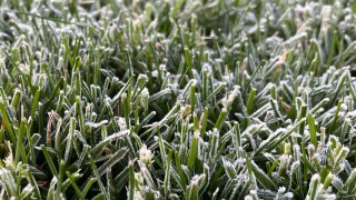 frosty grass