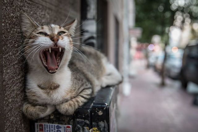 Photos: This place is known as 'The City of Cats'