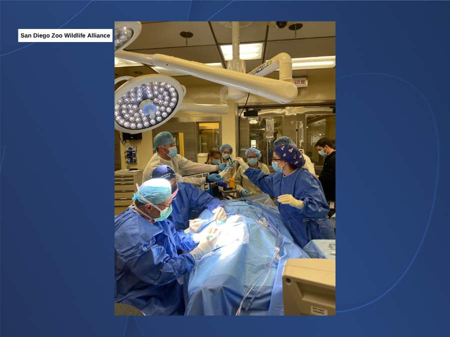 mizani_surgery_sd_zoo_wildlife_alliance.png
