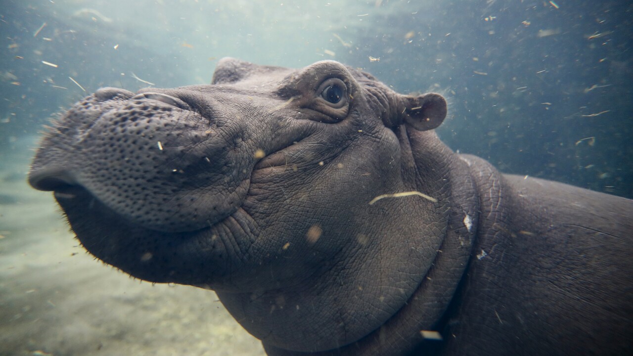 Fiona the hippo 