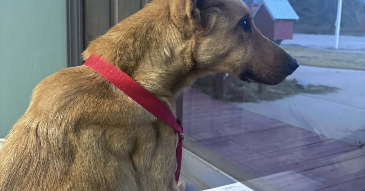 Http Rescued Jack's Story: dog rescued thanks to community response in Mineral County