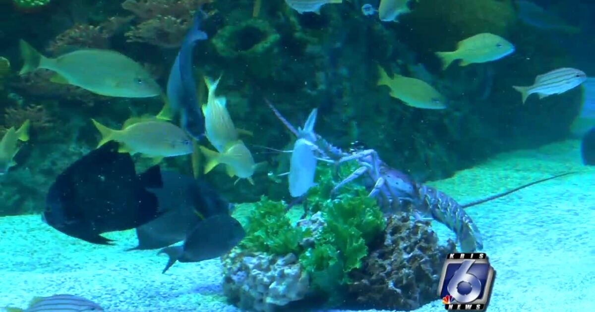 2 Community Days Back At Texas State Aquarium Texas State Aquarium Dollar Day 2022