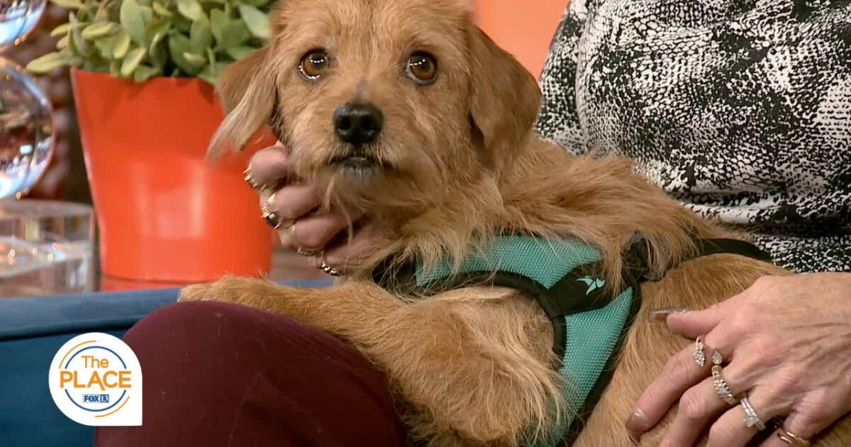 Bobby Rizz Pets Our Pet of the Week has a very famous name -- Ozzie!