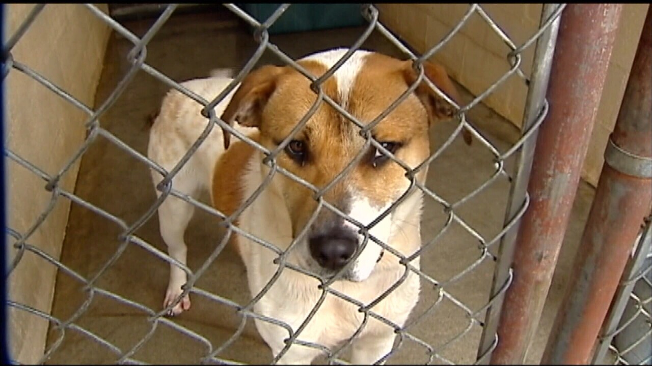 Governor Newsom hopes to stop euthanization at California ...